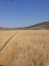 Scenic view of field against clear blue sky