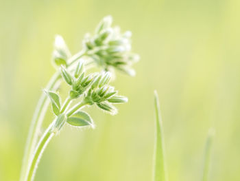 Close-up of plant growing outdoors