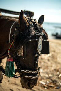 Close-up of horse against sky