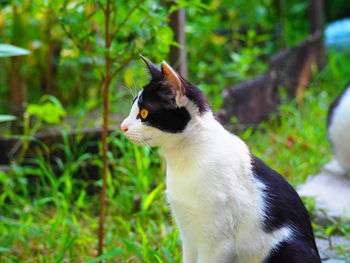 Side view of a cat looking away