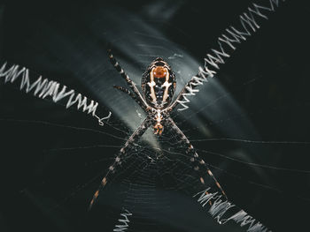 Close-up of spider on web