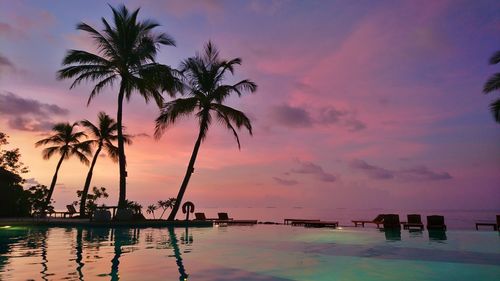 Silhouette of palm tree by swimming pool