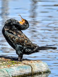 Close-up of bird in lake