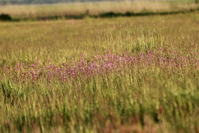 Purple flowering plants on field