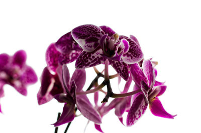 Close-up of pink orchids against white background