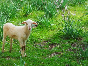 Sheep on field