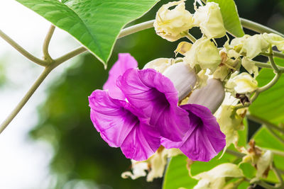 Close-up of purple flowering plant