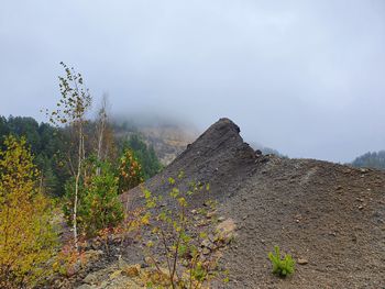 Plants growing on land against sky