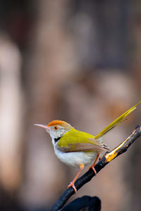 Close-up of bird perching on twig