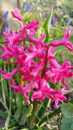 Close-up of pink flowers