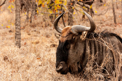 Wildebeest relaxing on grassy field