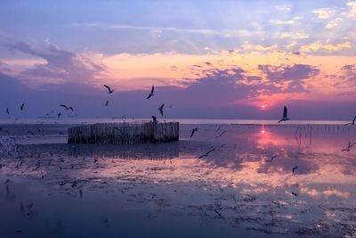 Birds flying over sea against sky during sunset