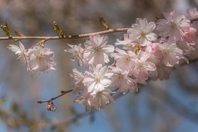 Close-up of cherry blossom