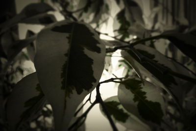 Close-up of leaves on branch