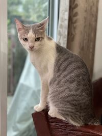 Close-up portrait of a cat