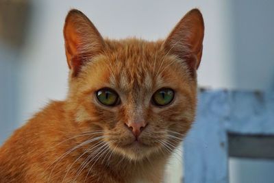 Close-up portrait of cat