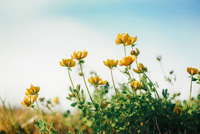 Beautiful yellow buttercup flowers in grass on blue sky background outdoor. 