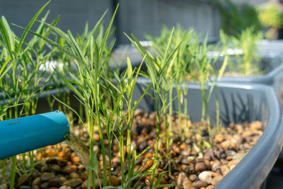 Close-up of fresh potted plant in field