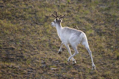 Side view of deer standing on field