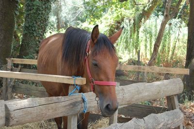 Horse standing on wood