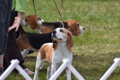 View of two dogs on grassland