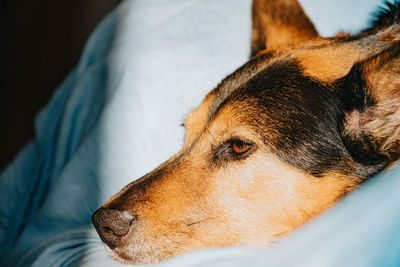 Close-up of a dog looking away