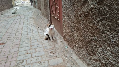 High angle view of dog sitting on footpath