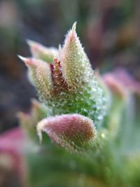 Close-up of bud