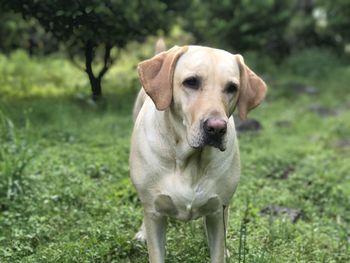 Portrait of dog on field