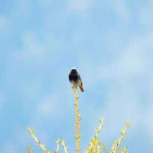 Low angle view of a bird flying