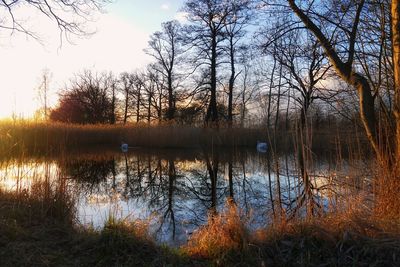 Reflection of trees in lake