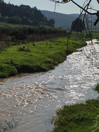 Scenic view of river amidst trees