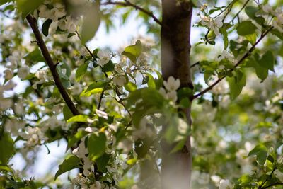 Low angle view of flowering tree