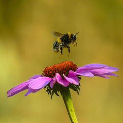Close-up of bee pollinating on purple flower