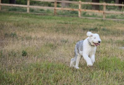 Dog running on field