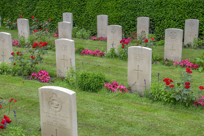 View of flowering plants at cemetery