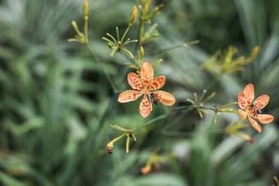 Close-up of red flowering plant