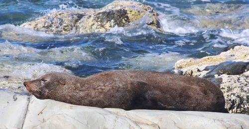 High angle view of sea lion