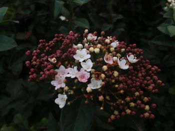 Close-up of pink flowering plant