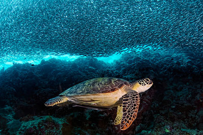 Turtle swimming in sea