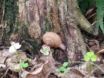 Close-up of snail on tree trunk