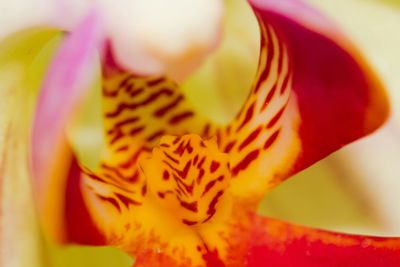 Close-up of yellow flower