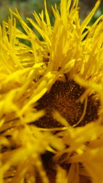 Close-up of yellow flower