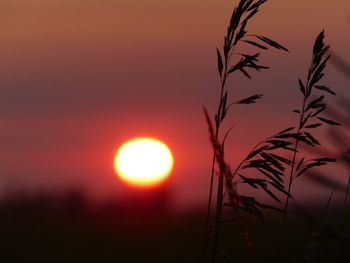 Close-up of silhouette plants against orange sunset sky