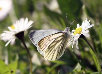 Close-up of butterfly on white flower