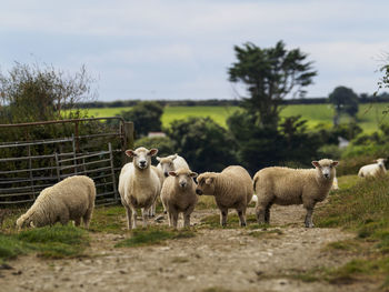 Sheep grazing on field against sky