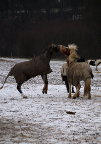 Horse standing in a field