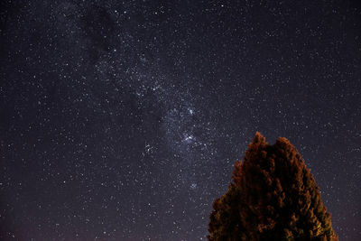 Low angle view of tree against star field at night