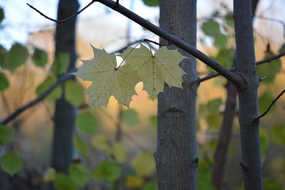 Close-up of plant growing on tree