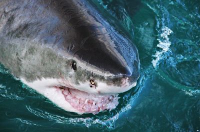 Close-up of shark in water